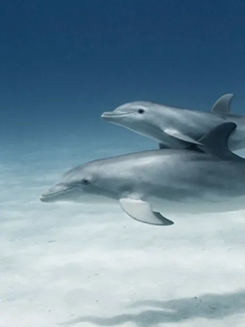 Dolphin and calf swimming in the ocean