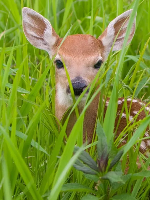 Fawn in a field of tall green grass