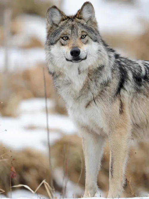 Wild gray wolf standing in the snow.