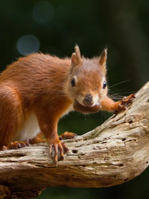 Brown squirrel with a nut in its mouth, standing on a tree limb