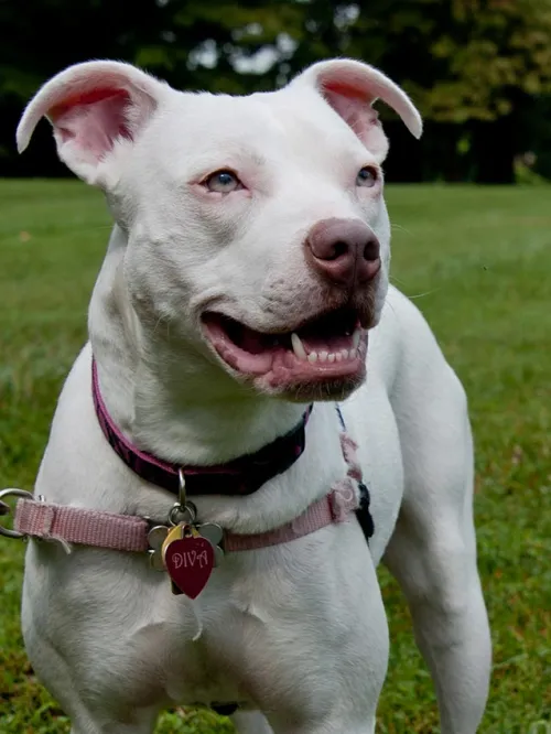 Happy white dog on a leash in the backyard. 