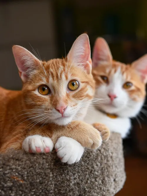 Orange cats cuddling together