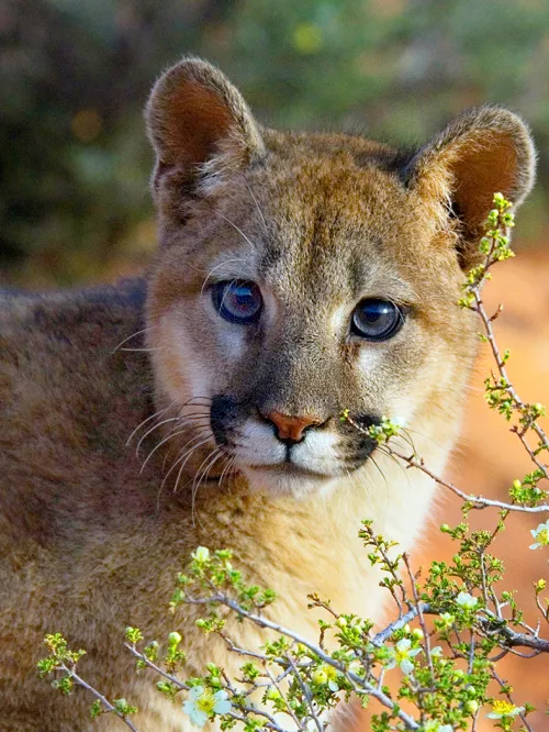 Trophy hunting often targets animals like this mountain lion