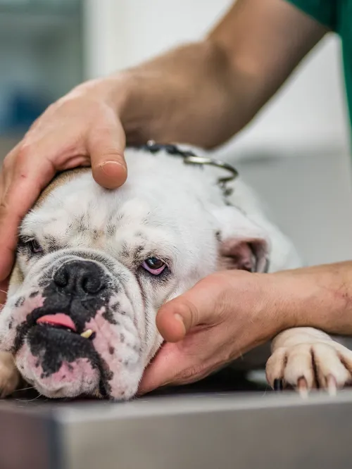 Sick bulldog being examined at a vet