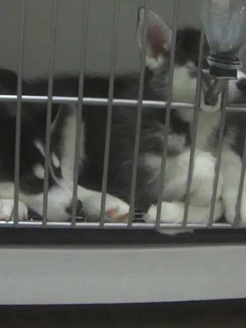 Overcrowding at the Petland Frisco store - four Husky puppies in one cage.