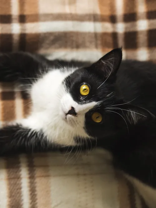 Black and white cat lying on plaid blanket holding a pumpkin. 