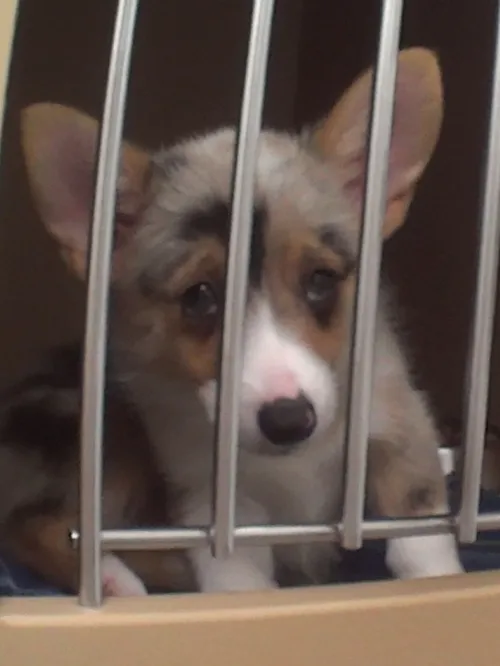 Sick Corgi in a cage looking out