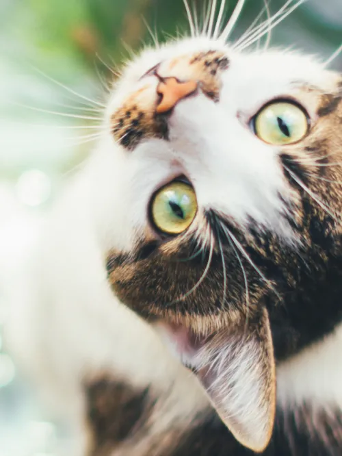 Pretty tabby cat sitting next to a toxic pointsetta