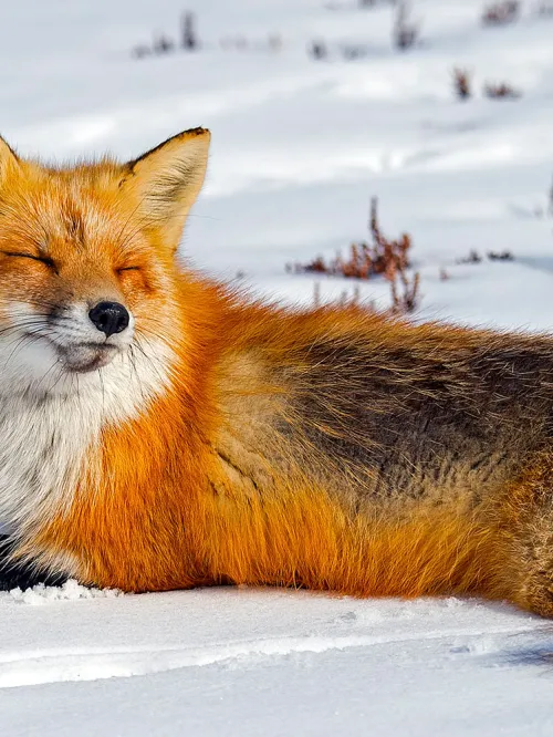 Wild red fox relaxing in the snow