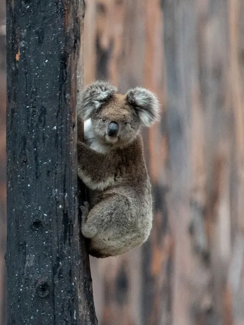 Koala in charred trees after the Australia wildfires