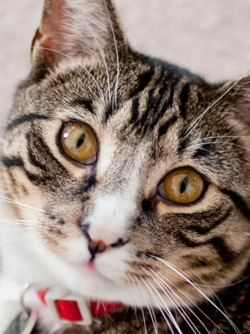 Portrait of a tabby cat