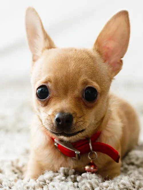 Portrait of a small dog laying on carpet