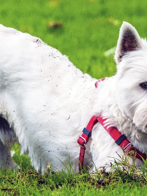 Dog digging in the grass