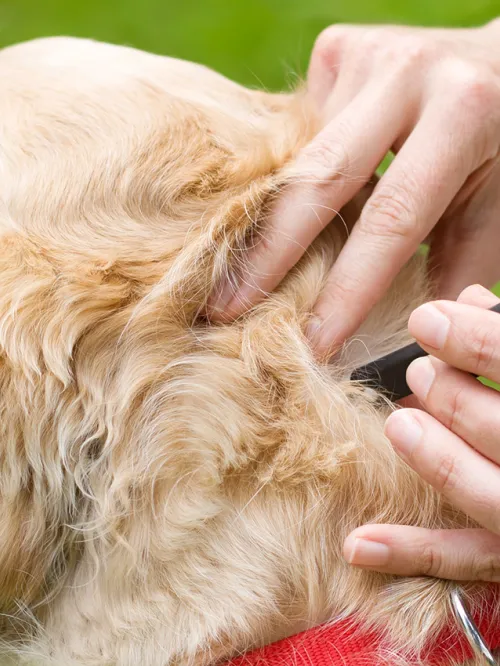 A person puts tick medicine on the back of a golden retriever's neck