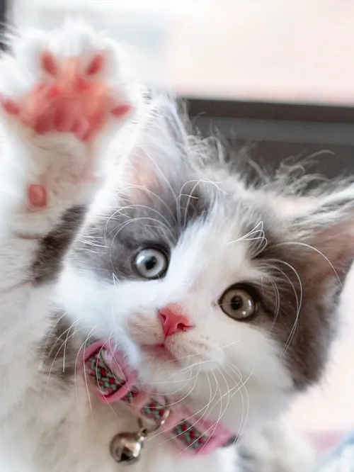 Cute kitten raising her paw