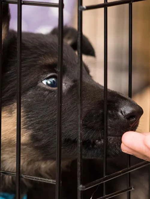 Positive reinforcement will help you crate train your dog