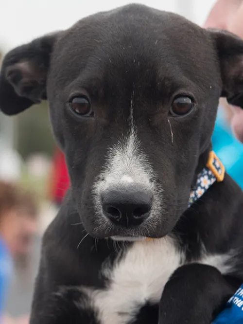 Volunteer holding a puppy during a transport