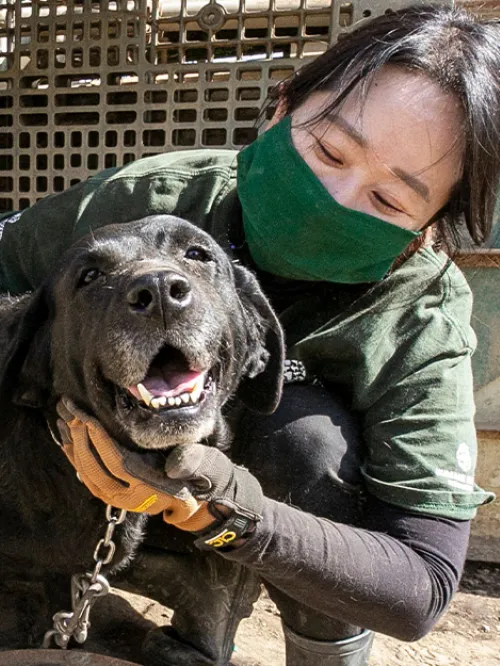 dog being rescued from a dog meat farm in South Korea by HSI