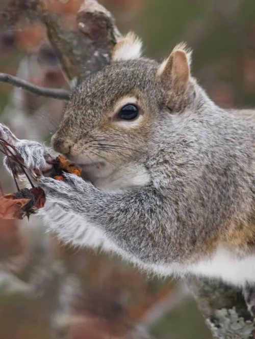 Gray Squirrel in tree eating berries