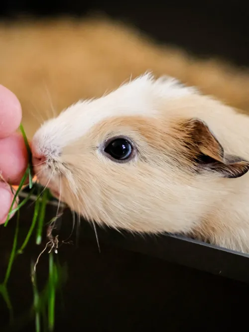 Hand-feeding a baby guinea pig some grass