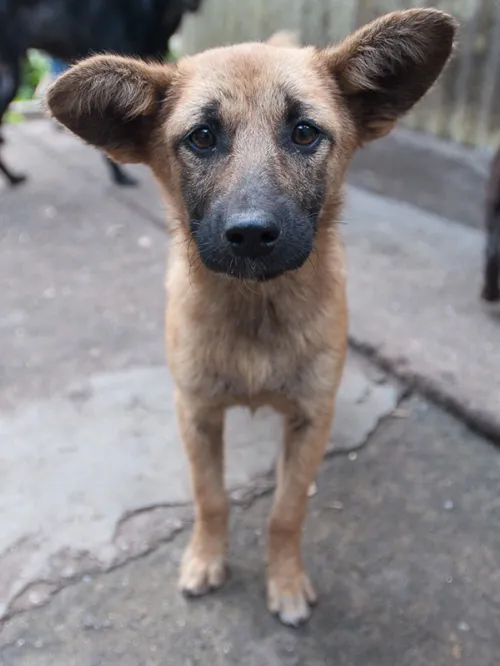 Street dog in Bhutan