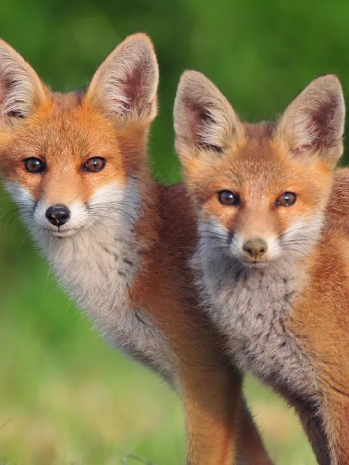 two red foxes in a field