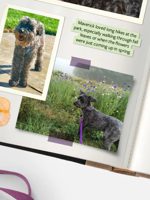 scrapbook showing photos of Maverick the dog and Maverick's leash with tags