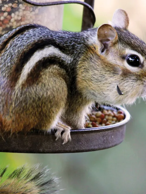 chipmunk on a bird feeder