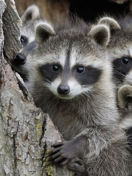 baby raccoons in a hollow tree