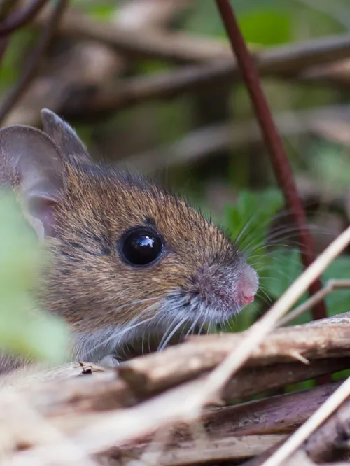 small mouse hiding in brush