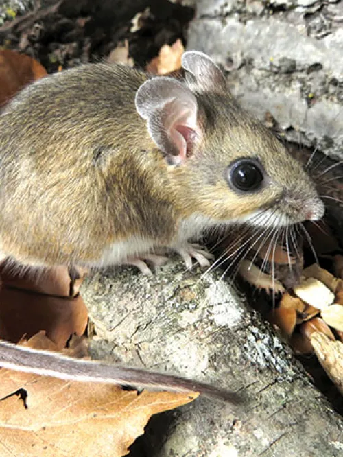 Photo os a white footed mouse