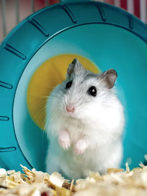 Photo of a cute white gerbil