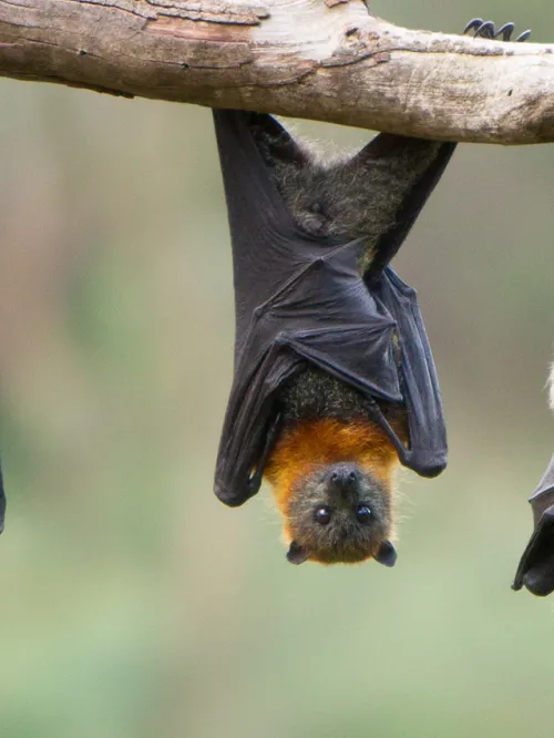 three bats hanging upside down