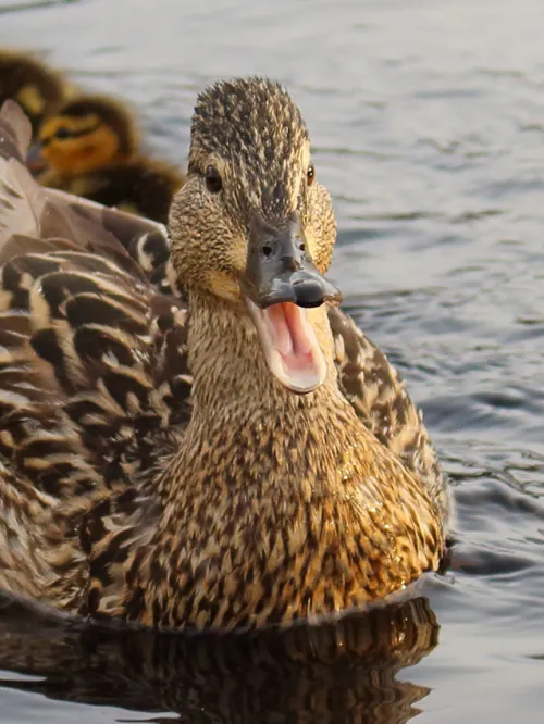 mother duck with her ducklings swimming in water