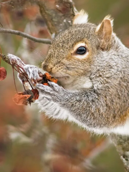 Gray squirrel eating in a tree