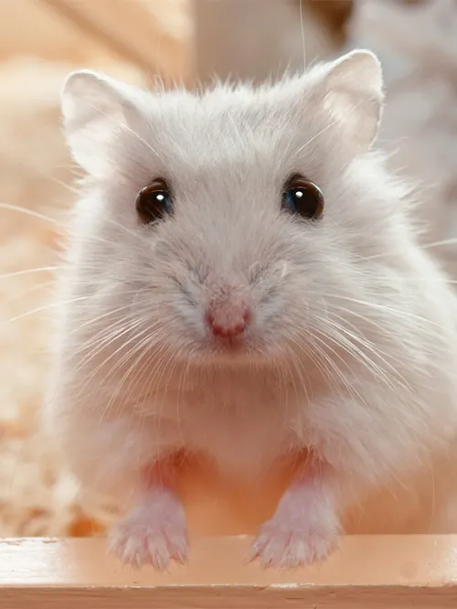 pet hamster looking at the camera with soulful eyes