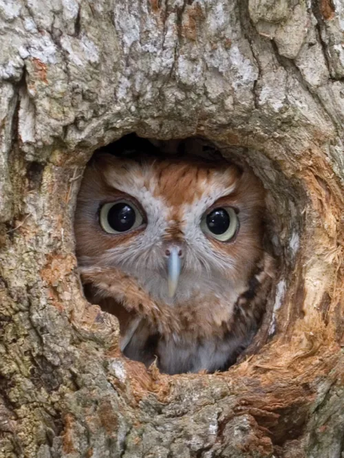 Eastern Screech Owl, finding shelter in a tree cavity