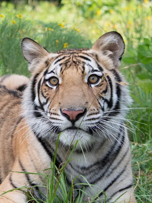 India the tiger lies in a meadow in his enclosure at Black Beauty Ranch