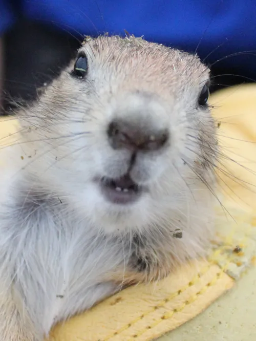 Prairie dog held by Humane World for Animals member doing habitat and translocation work