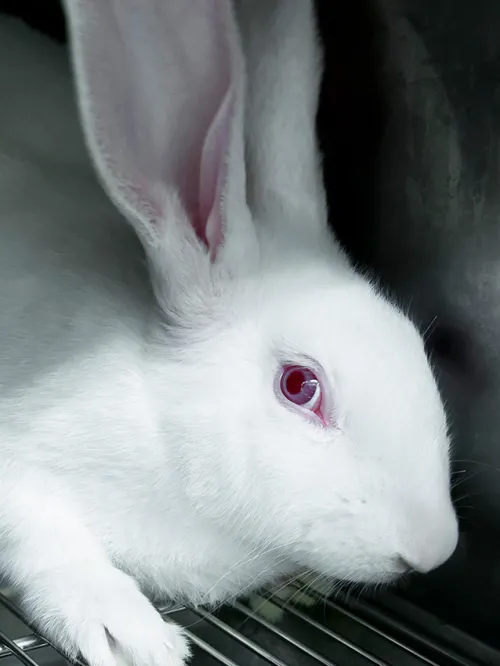 Photo of a test rabbit scared in its cage.