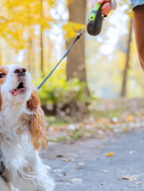 A man walking a barking dog