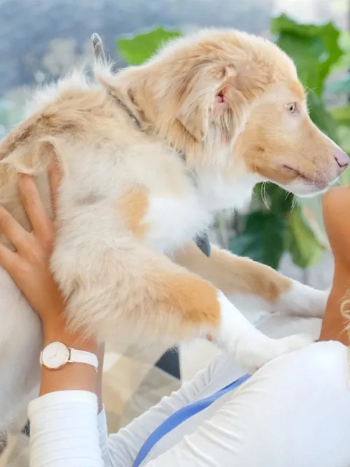 Puppy jumping up on a woman