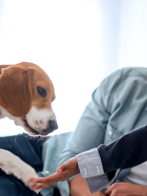 A father and his daughter play with their beagle puppy