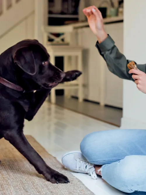 A woman trains her black lab who lifts his paw playfully for a shake