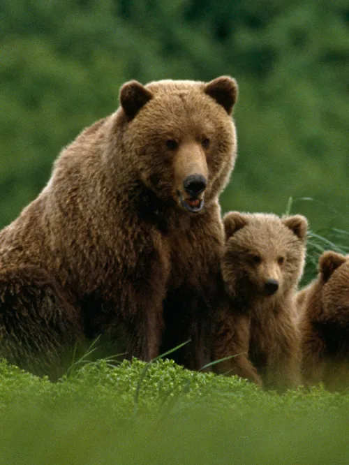 Grizzly bear mother with two cubs