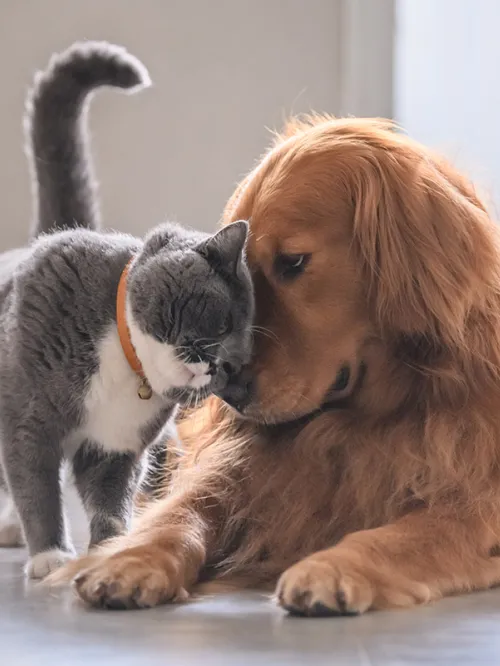 cat and dog snuggling