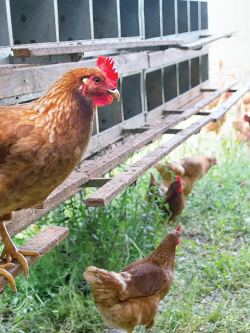 Photo of a hen in an free-range farm