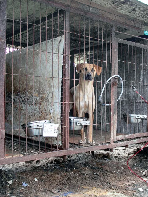 Dogs in dirty cages in a dog meat farm