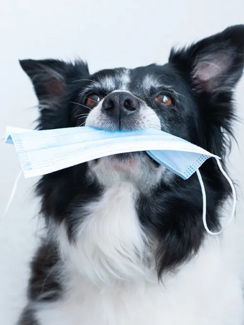 A black and white dog holding a face mask in her mouth