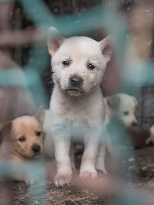 A puppy looks desperately through a chainlink cage full of despondant puppies